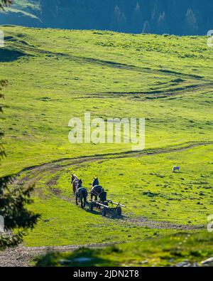 A farmer riding on a cart pulled by the horses. Rodna Mountains, Romania. Stock Photo