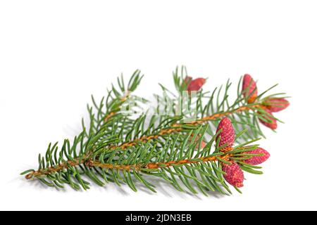 Spruce blossoms isolated against white background Stock Photo
