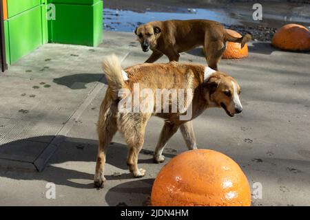 Two stray dogs guard entrance. Animals are abandoned on street. Sterilized dogs. Pets without owner. Stock Photo