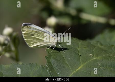 Small White (Artogeia rapae) Norwich Norfolk UK GB June 2022 Stock Photo