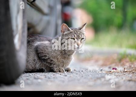Big gray stray cat resting under parked car on steet outdoors in summer Stock Photo