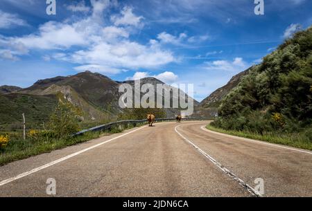 Two huge cows walking freely along the road next to a mountainous landscape. Loose animals on roads. Road accident. Stock Photo