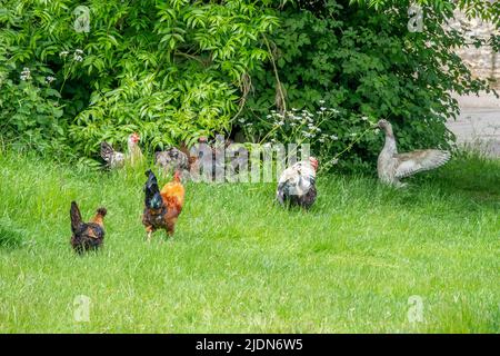 free range chickens and a duck roaming around in the English countryside Stock Photo