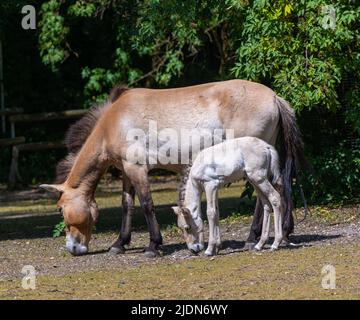 Przewalski‘s horse with a week old foal. Karlsruhe, Baden Wuerttemberg, Germany Stock Photo