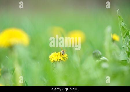Honey bee gathering nectar on yellow dandelion flowers blooming on summer meadow in green sunny garden Stock Photo