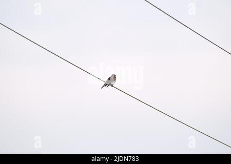 One small wild bird perching lonely on electrical power line wire Stock Photo