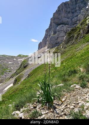 White Asphodel Asphodelus albus on rock-strewn slopes at 1900m beneath Mount Astraka in the Pindus Mountains of Epirus Greece Stock Photo