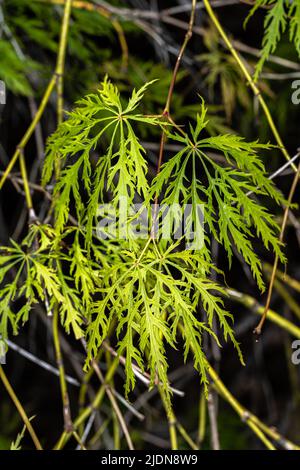 Green Laceleaf Japanese Maple (Acer palmatum var. dissectum, Viride Group) Stock Photo