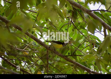 Indian Golden Oriole (Oriolus oriolus kundoo), beautiful yellow and black bird from Asian forests seeking food Stock Photo