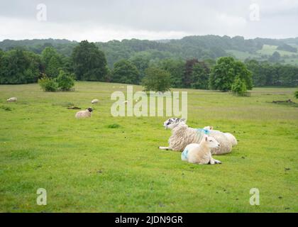 Sheep lying in a field Stock Photo