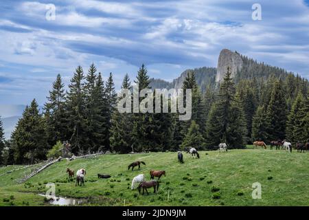 Herd of wild hungry variegated horses that eat fresh spring thick grass, drink cool clear water and graze in meadow with tall lush prickly fir trees a Stock Photo