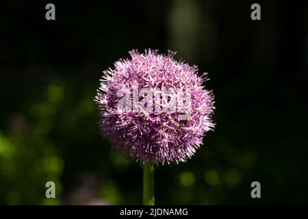 Onion blossoms in garden. Growing vegetable. Purple flower. Details of nature in summer. Stock Photo