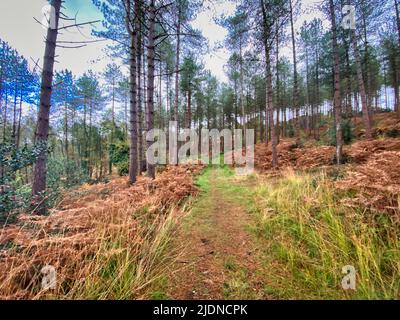 Woodbury Common in Devon, UK Stock Photo