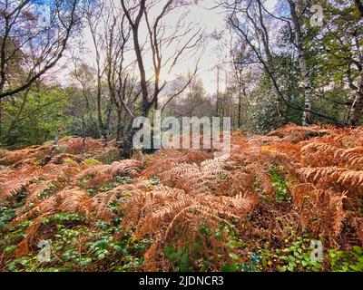 Woodbury Common in Devon, UK Stock Photo