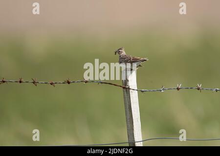 Single adult Skylark Alauda arvensis perching on a wooden post with a grub in its beak to feed a young chick Stock Photo