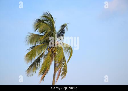 Isolated Coconut tree on sunny, windy, summer sky. Stock Photo