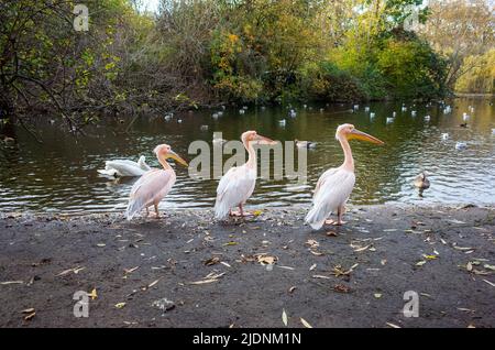 The famous pelicans of St. James Park in Central London near Buckingham ...