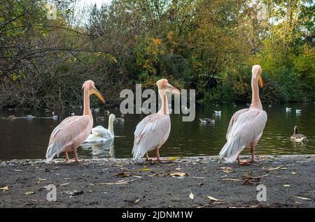 Famous Pelicans in St James park, central London - 2021 Stock Photo