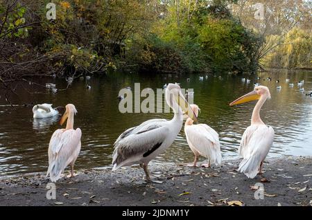 Famous Pelicans in St James park, central London - 2021 Stock Photo