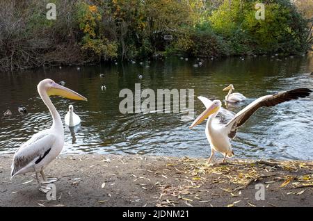 Famous Pelicans in St James park, central London - 2021 Stock Photo