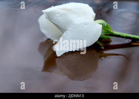 A single white rose in the rain Stock Photo
