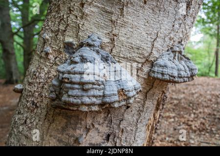 Close up fruiting body of Tonderzwam, Fomes fomentarius, with lead-grey top growing on dead tree trunk Stock Photo