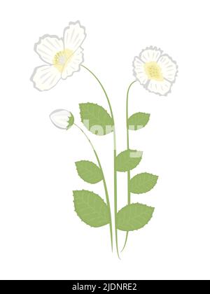 Three jasmine flowers, colorful illustration Stock Vector