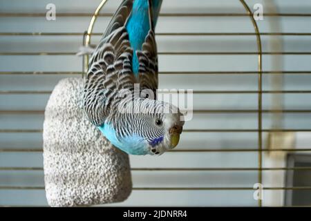 Budgie hanging hot sale head down