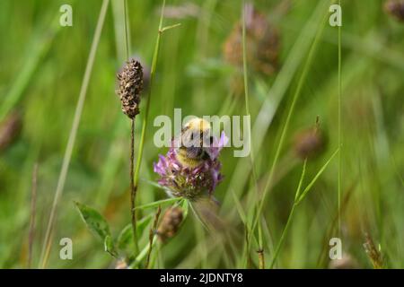 Bumble Bee meadow Stock Photo