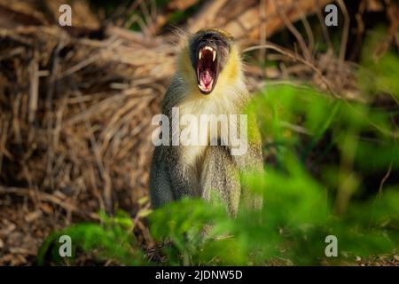 Green monkey (Chlorocebus sabaeus) also Sabaeus monkey, golden-green fur and pale hands and feet, wide range of wooded habitats, ranging from very dry Stock Photo