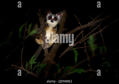 Lesser Bush Baby (Galago senegalensis) at night, Mount Kenya National ...