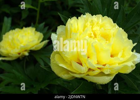 Paeonia Itoh Hybrid Group (Itoh hybrids) Border Charm. Yellow Intersectional Hybrids peony. Horizontal photo. Stock Photo