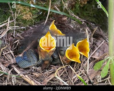 Young birds in a nest at RSPB Nature Reserve, Leighton Moss Stock Photo