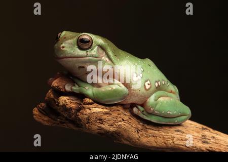 White's Tree Frog Stock Photo
