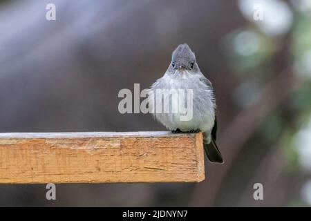 Western Wood-Pewee bird at Vancouver BC Canada Stock Photo