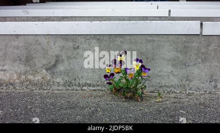 A small family of purple and yellow pansy flowers eking out a living in a crack in a flight of stairs. Stock Photo