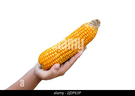 man hand holding sweet Ripe corn isolated on white background. top view Stock Photo