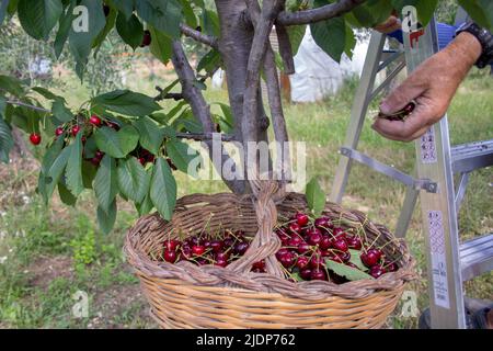 Image of a farmer's hand filling a woven straw basket with cherries. Reference to the seasonal harvest in the countryside Stock Photo