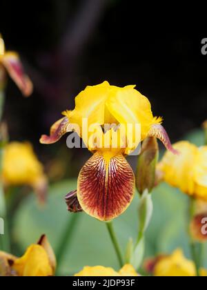 Fantastic yellow iris (Iris variegata) in a garden in Ottawa, Ontario, Canada. Stock Photo