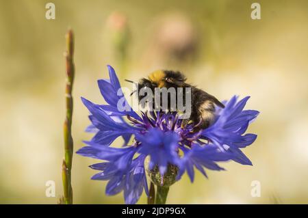 closeup of a bumblebee (Bombus) on a purple cornflower (Centaurea cyanus) with a light blurred background Stock Photo