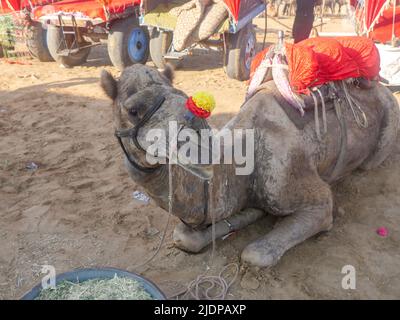 Indian Camel picture in sitting position Stock Photo - Alamy