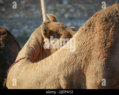 Indian Camel picture in sitting position Stock Photo - Alamy