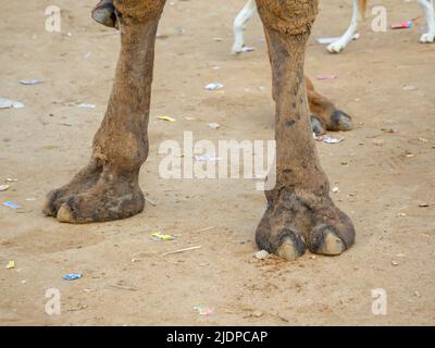 Camel's foot (camel toe Stock Photo - Alamy