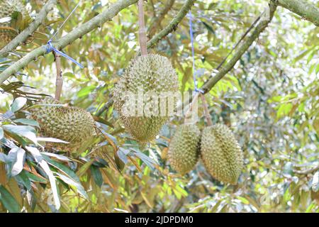 Durian from Sisaket,Thailand has a unique flavor because it is grown on soil rich in potassium from a volcanic eruption. 'Volcano Durian' Stock Photo