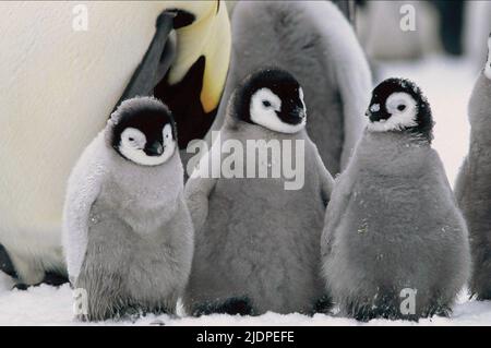 ANTARCTIC EMPEROR PENGUINS, MARCH OF THE PENGUINS, 2005 Stock Photo