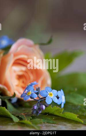 Blue Forget-me-nots and a peach colored rose in full bloom with greens on a decorative tile, with copy space. Stock Photo