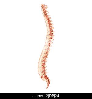 The human vertebral column spine anatomy side lateral with Intervertebral disc. Vector flat 3D realistic concept illustration in natural colors, spine isolated on white background. Stock Vector