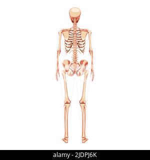Women Skeleton Human body bones of female concept. Lady back Posterior dorsal view. 3D realistic anatomically correct flat girl Vector illustration of anatomy isolated on white Stock Vector
