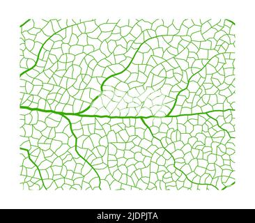 Leaf vein vector texture isolated transparent autumn black detail botanical vein leaf organic Stock Vector