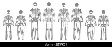 Set of Skeleton costume Human bones with scull front back view men women, children - boy, girl for clothes for Day of the dead flat black color concept Vector illustration of anatomy isolated Stock Vector